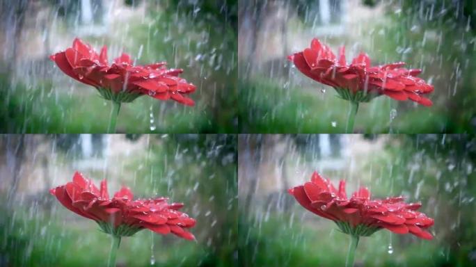雨中水滴的红色雏菊非洲菊花