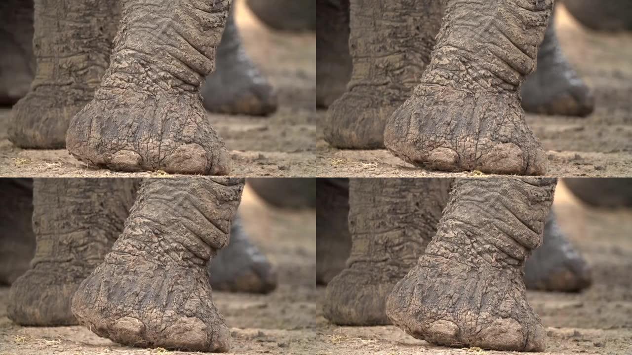 被泥土严重包裹的大象脚的紧身射击