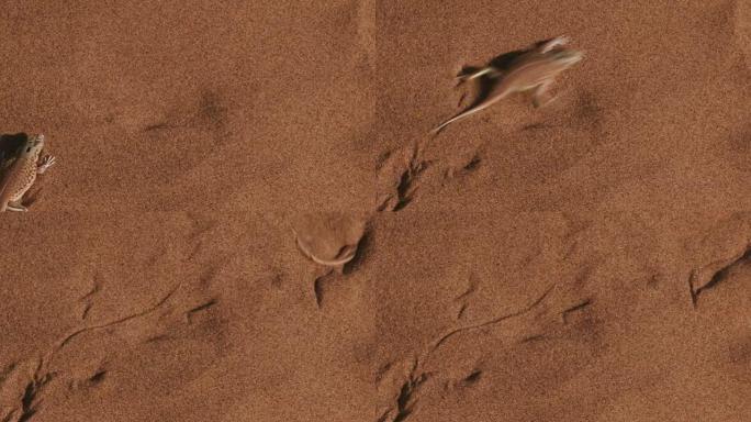 铲鼻蜥蜴潜入沙子的慢动作镜头