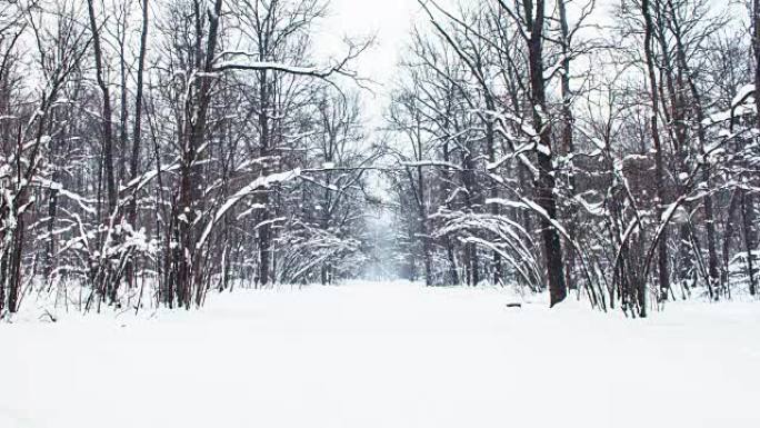 在积雪覆盖的树木的冬季公园里下雪，慢动作