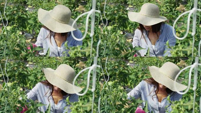 一个戴着草帽和橡胶粉红色手套的美丽女孩，检查温室中的蔬菜。概念: 生物产品，天然产品，新鲜，美味，水