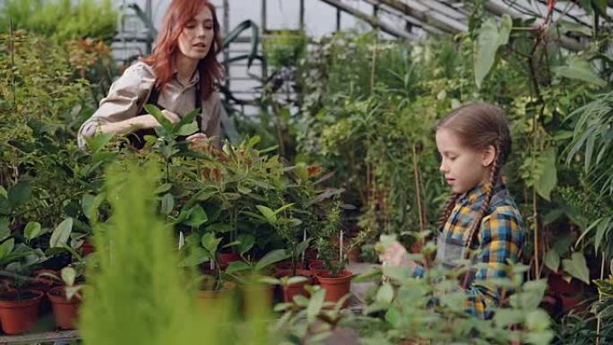 开朗的小女孩正在向花盆上喷水，而她的母亲正在温室里工作并与她交谈。家族企业、农业和童年概念。