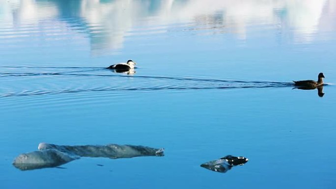 冬天在湖里游泳的鸭子。