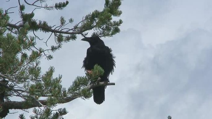 乌鸦弄皱羽毛野生动物保护生物生态飞翔飞鸟