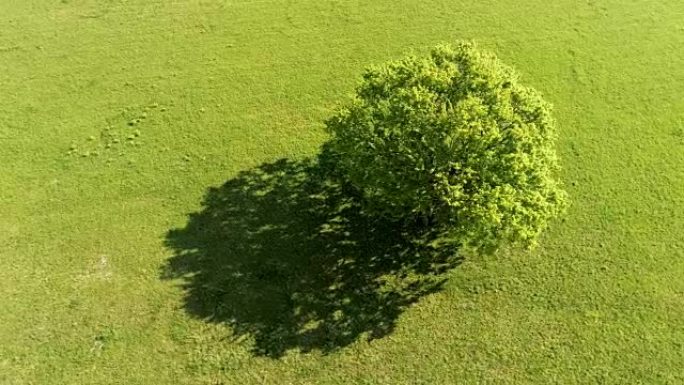 阳光绿地中的单棵树