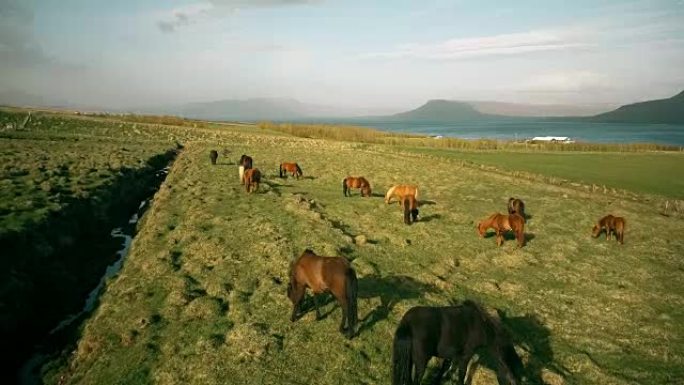 在海边的熔岩场上放牧的马群的鸟瞰图。冰岛的美丽景色
