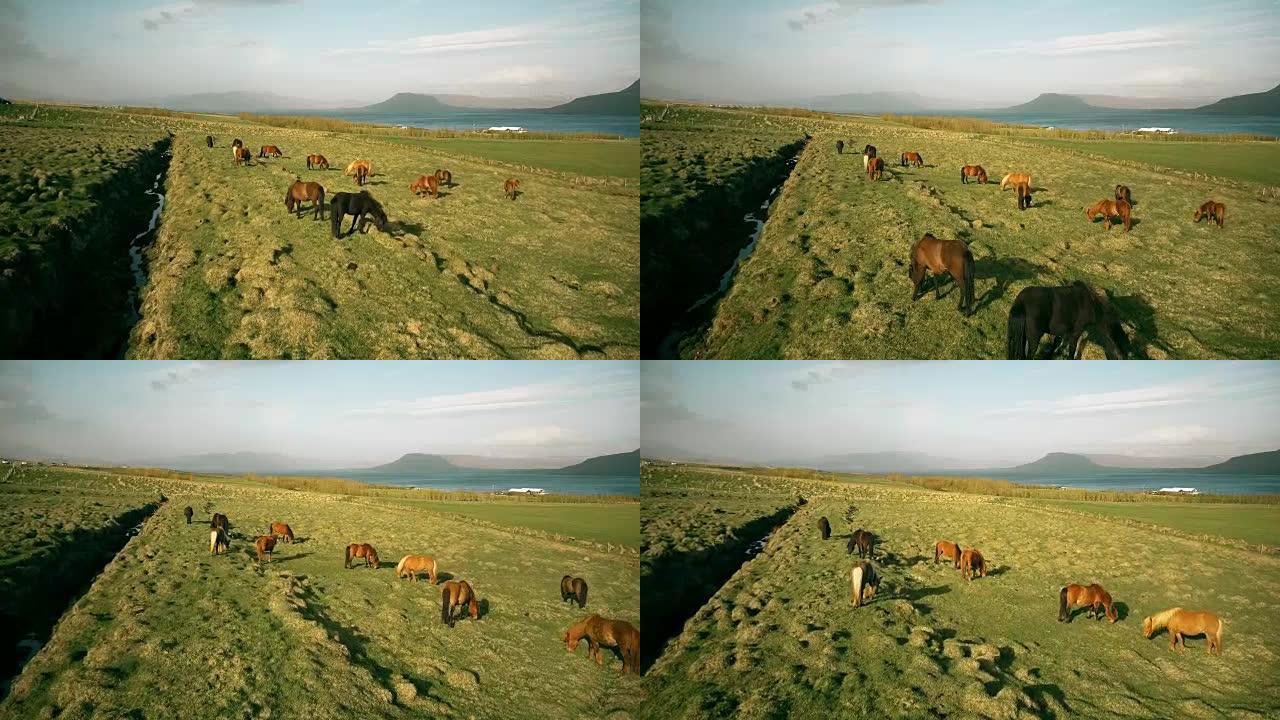 在海边的熔岩场上放牧的马群的鸟瞰图。冰岛的美丽景色