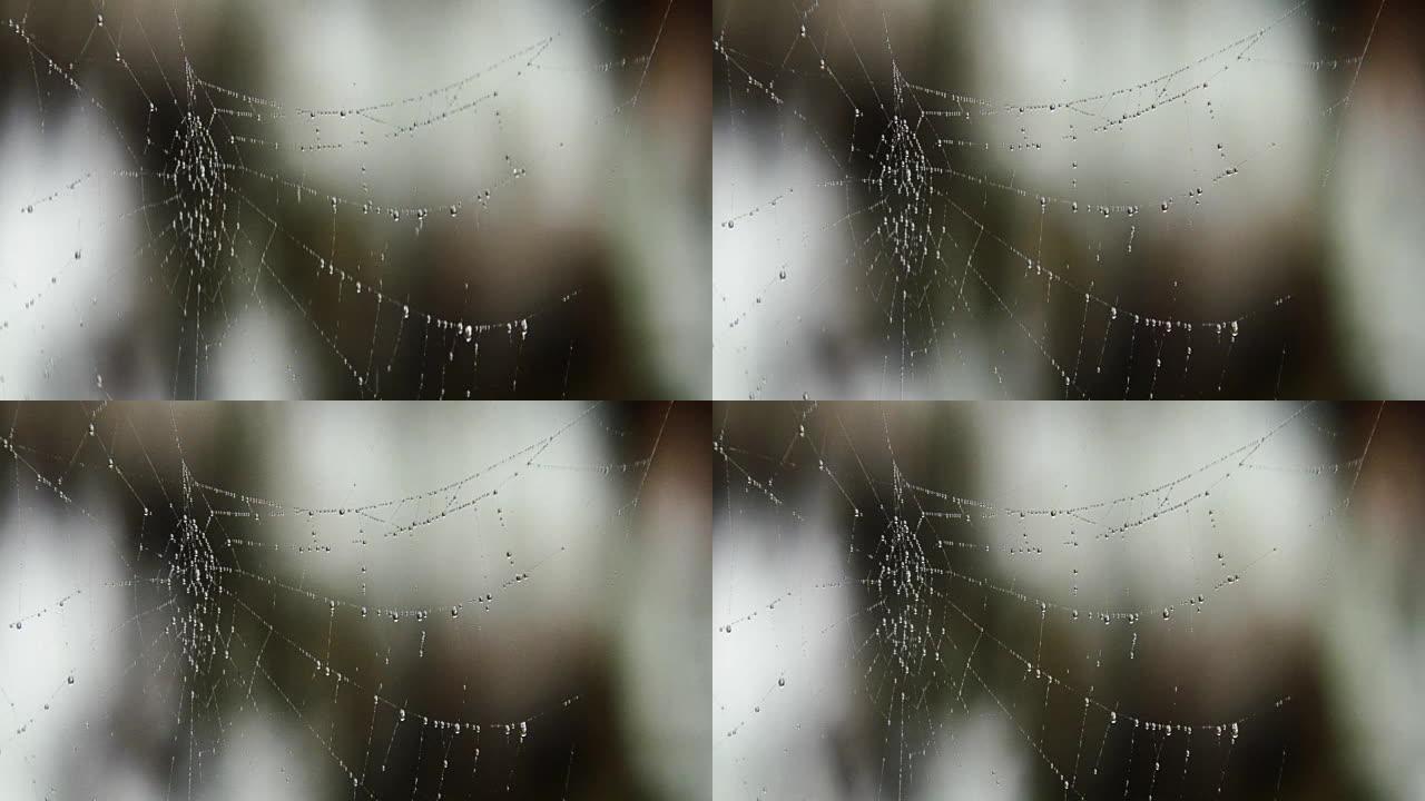 蜘蛛网上的水滴