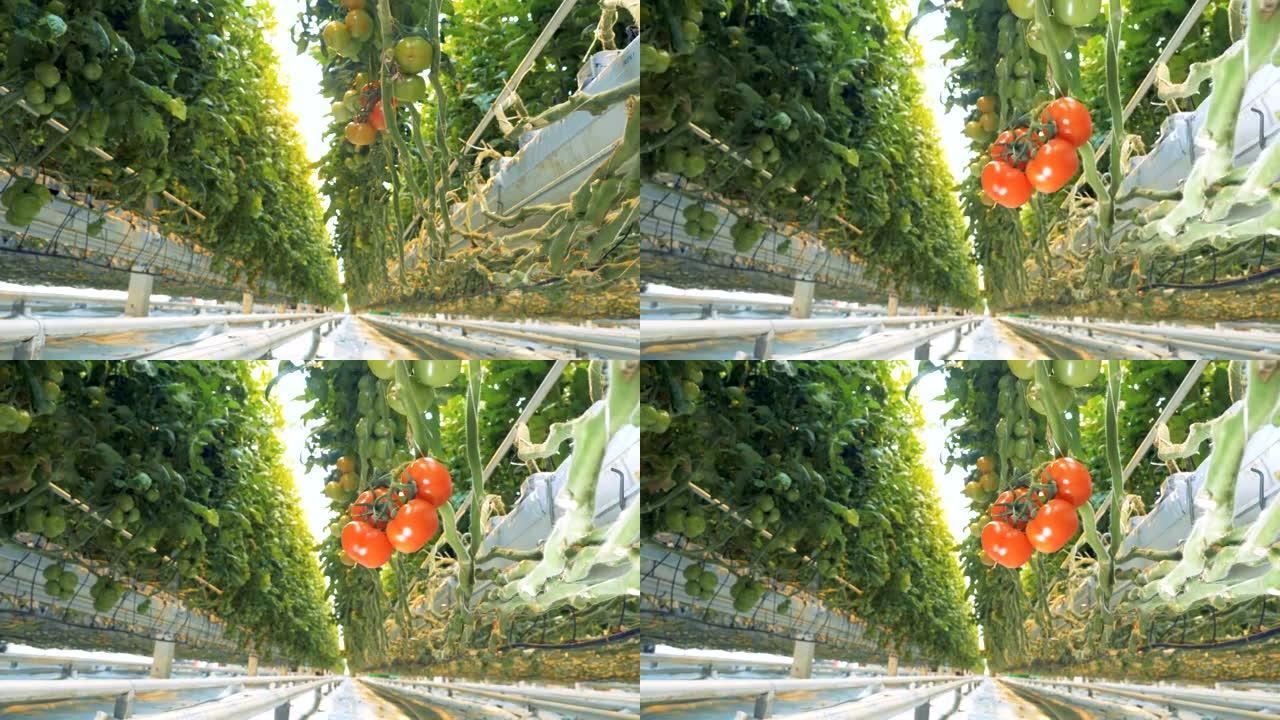 视频焦点向后移动，并固定在一簇成熟的西红柿上