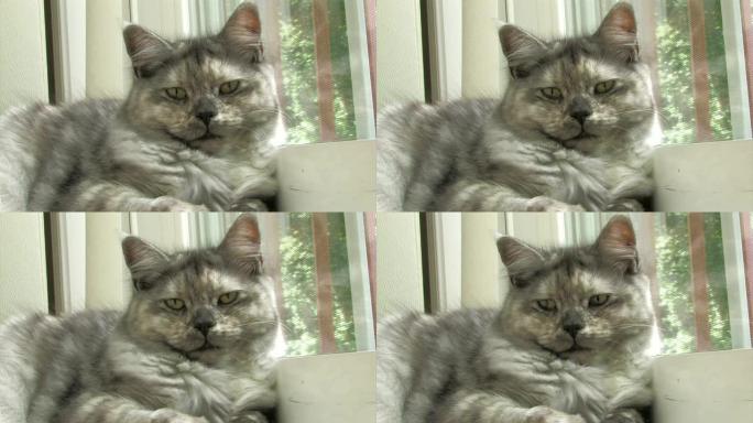 休息猫1-高清30F