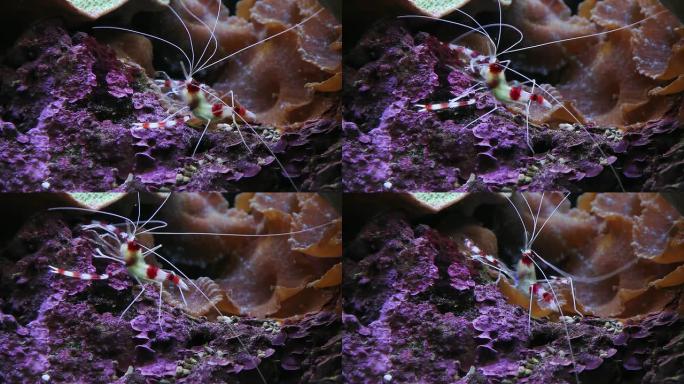 虾在珊瑚上行走。热带鱼群海洋大海野生动物