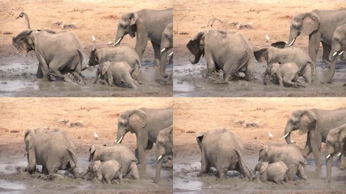 博茨瓦纳大象家庭泥浴的慢动作
