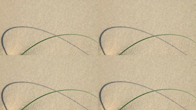 HD：沙子和芦苇摘要