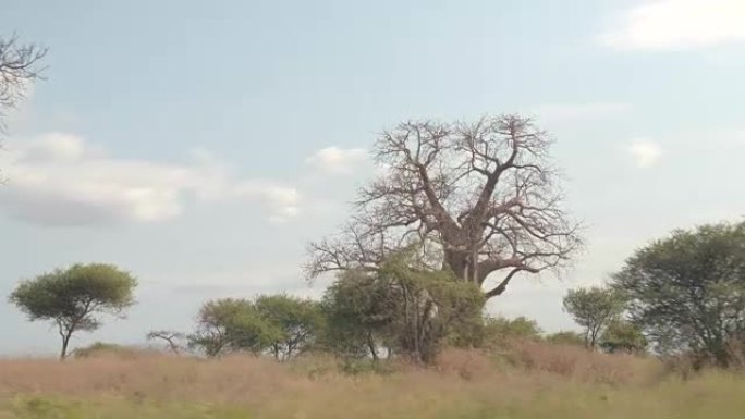 特写: 郁郁葱葱的非洲热带稀树草原植被、猴面包树、绿色相思树