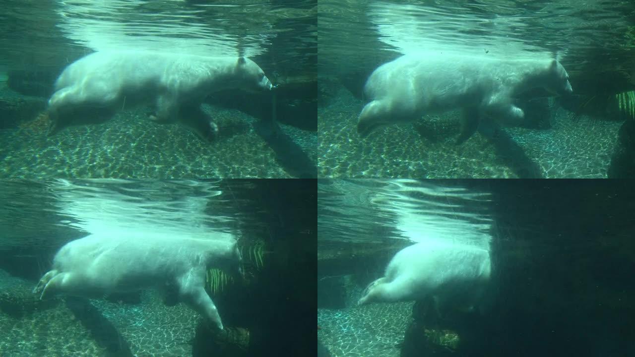 北极熊北极熊游泳野生动物