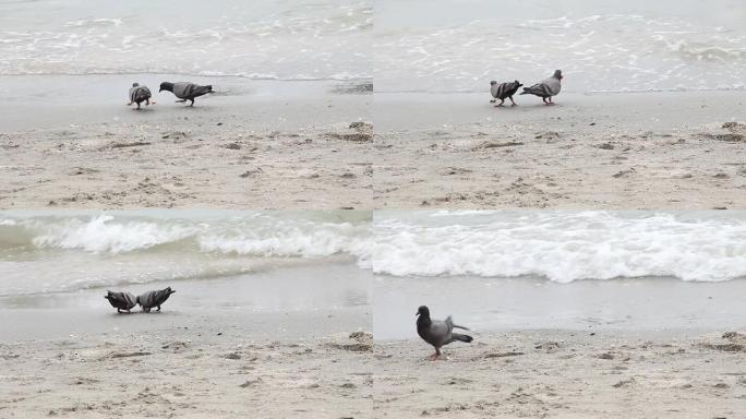 鸟儿在海滩上觅食。