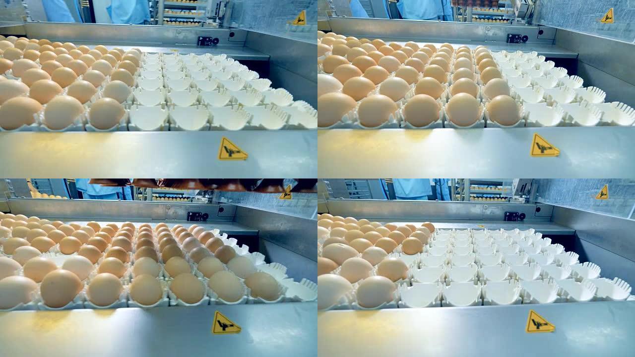 鸡蛋在传送带上移动。现代农业装备在行动。4K。
