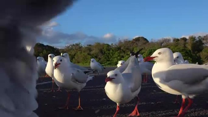 特写: 一群可爱的海鸥在路上争夺食物