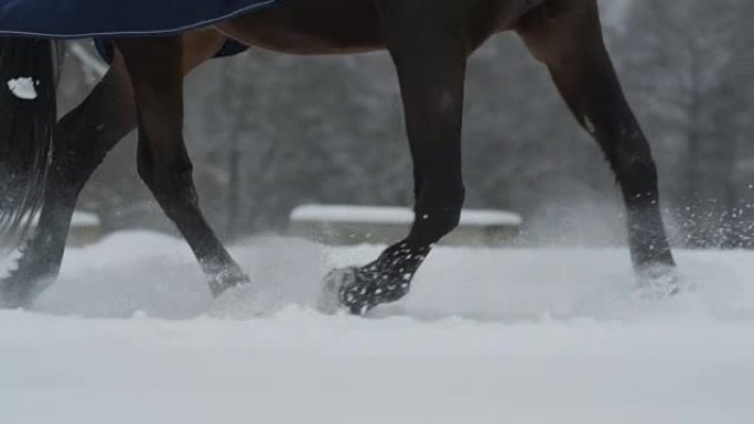 慢动作: 在冬季森林中，骑手在新鲜的雪毯中奔跑的马