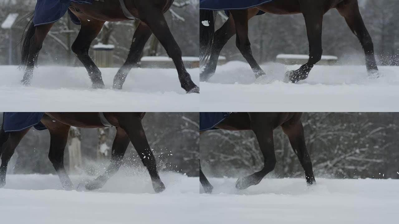 慢动作: 在冬季森林中，骑手在新鲜的雪毯中奔跑的马