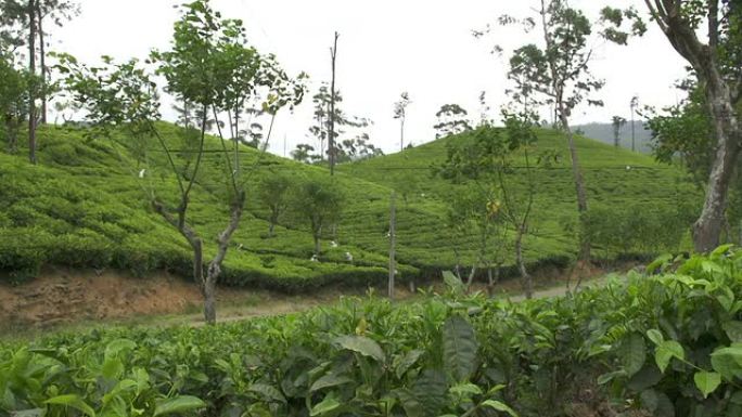 人们收获绿茶灌木