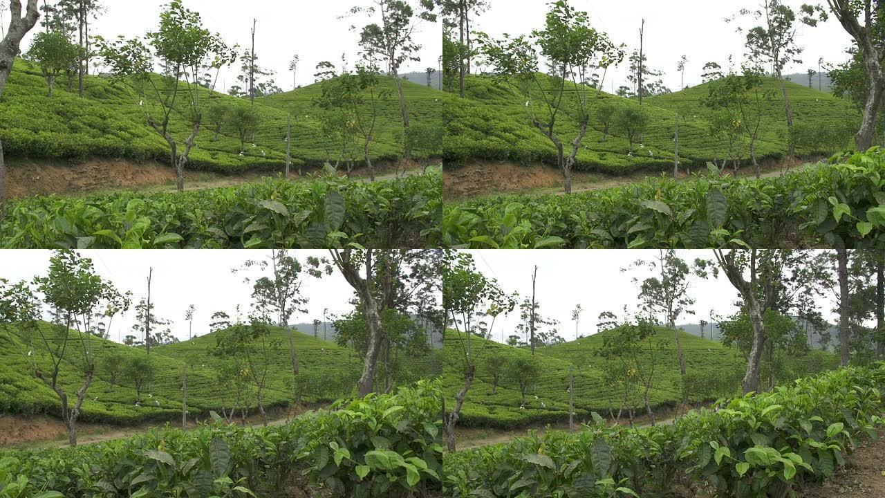 人们收获绿茶灌木