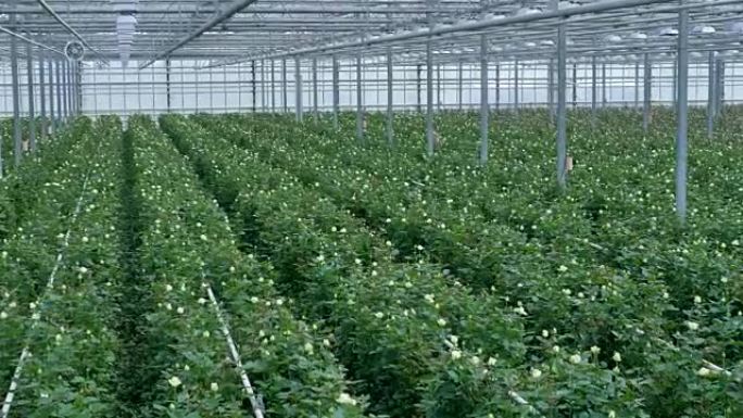 完全种植玫瑰的大型温室的全景。4K。