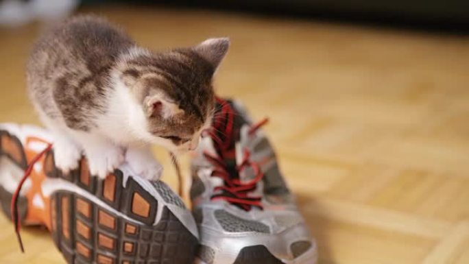 可爱的小猫坐在跑鞋上