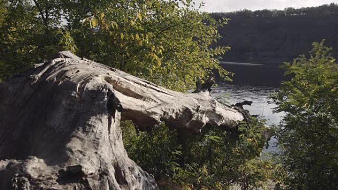 一棵古老的断树在水中的自然景观