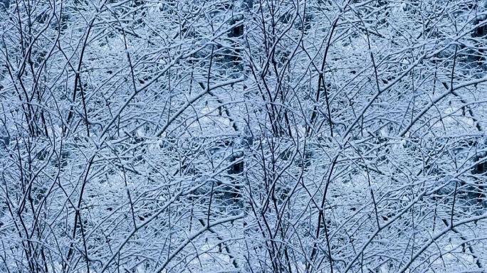 落在树枝上的雪特写