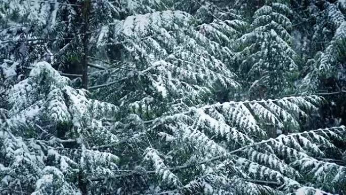 冬天下雪的松树