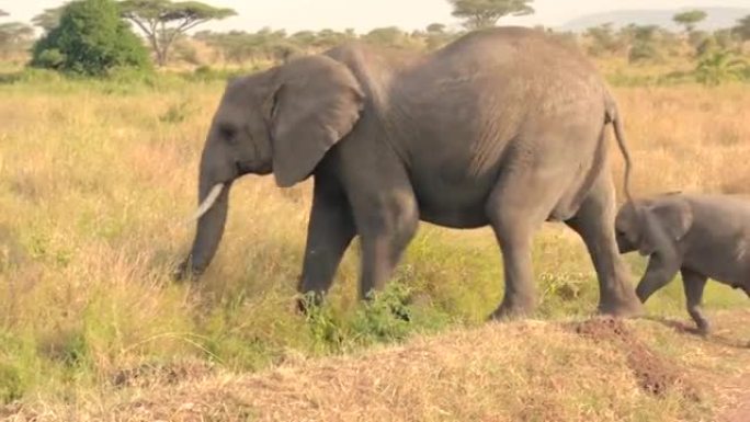特写: 带着小象的母亲在野生动物园保护区穿越尘土飞扬的道路