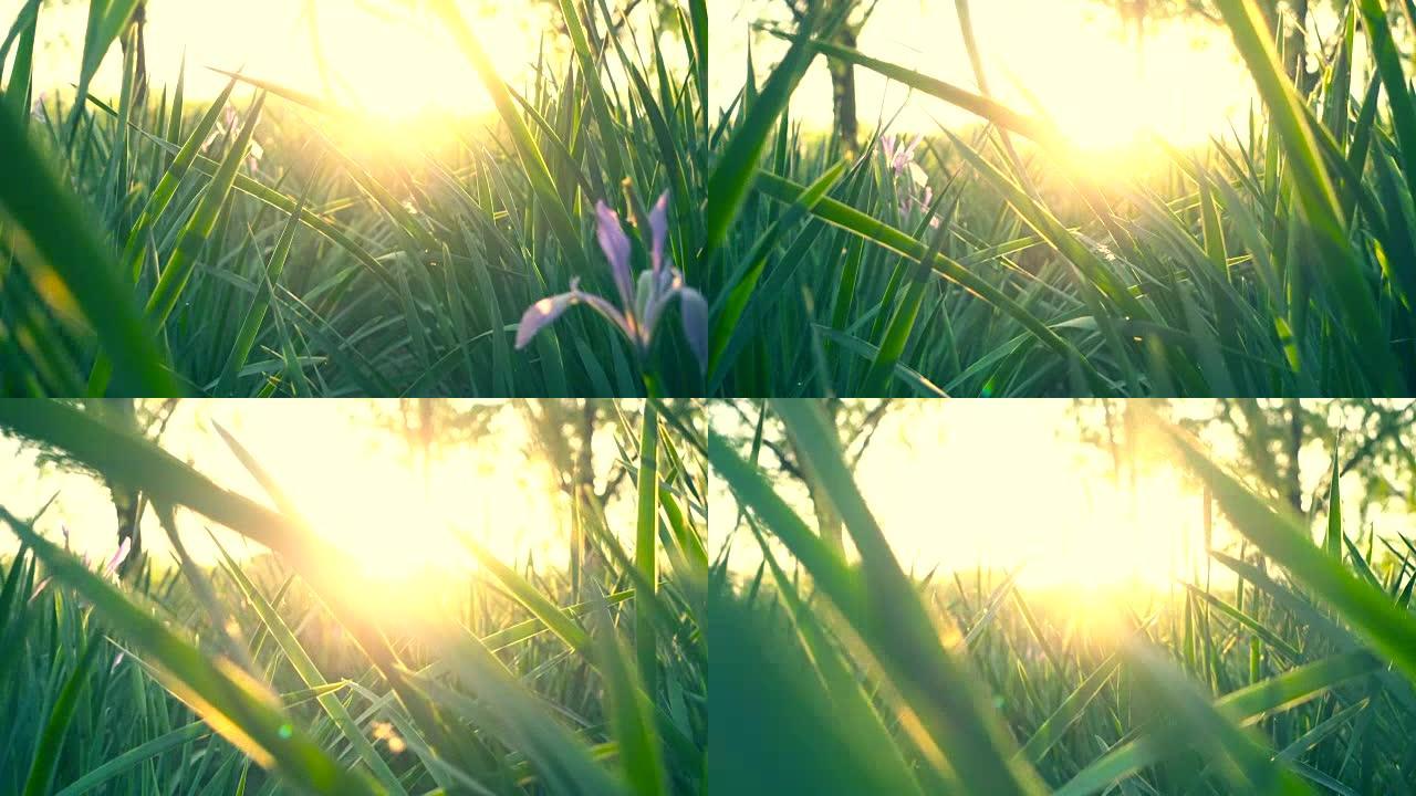 春天日落中的草