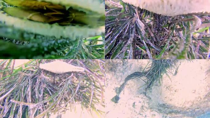 铜蛤和水下藻类