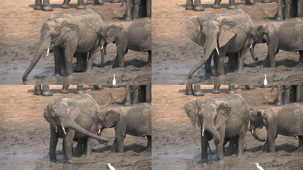 博茨瓦纳大象家庭泥浴的慢动作