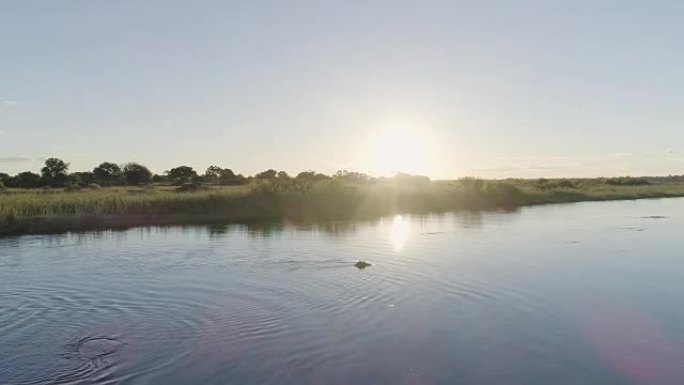奥卡万戈河的河马。无人机的观点。