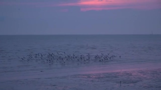 4k of Flock of seagulls.