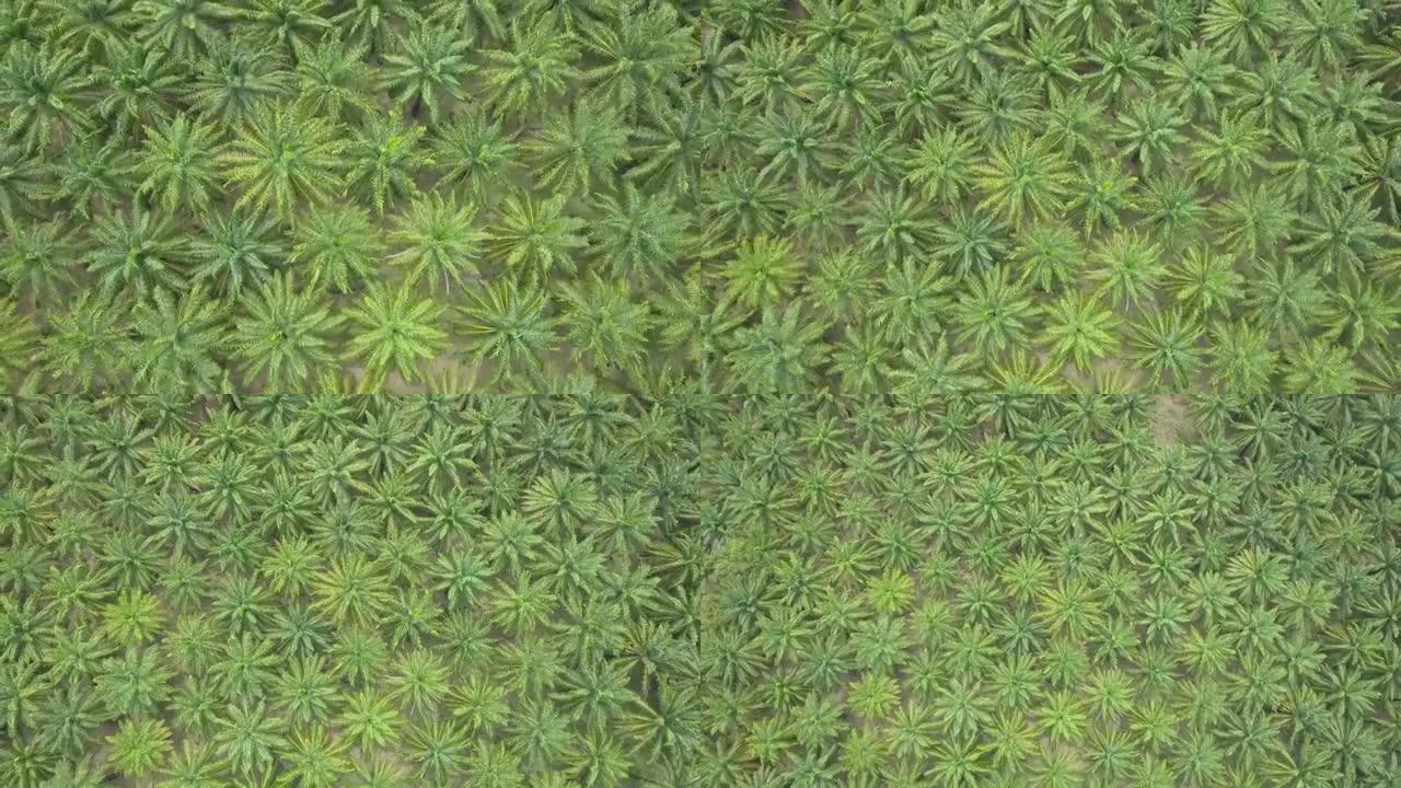 空中: 大棕榈树营造出令人着迷的绿色图案，郁郁葱葱。