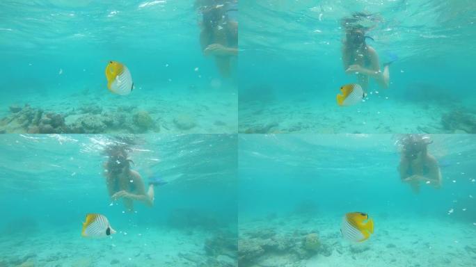 水下: 黄色的热带鱼以潜水员女孩撕碎的面包为食。