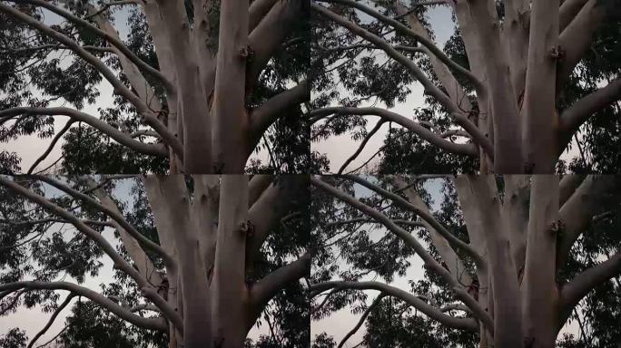 暴风雨中的澳大利亚桉树