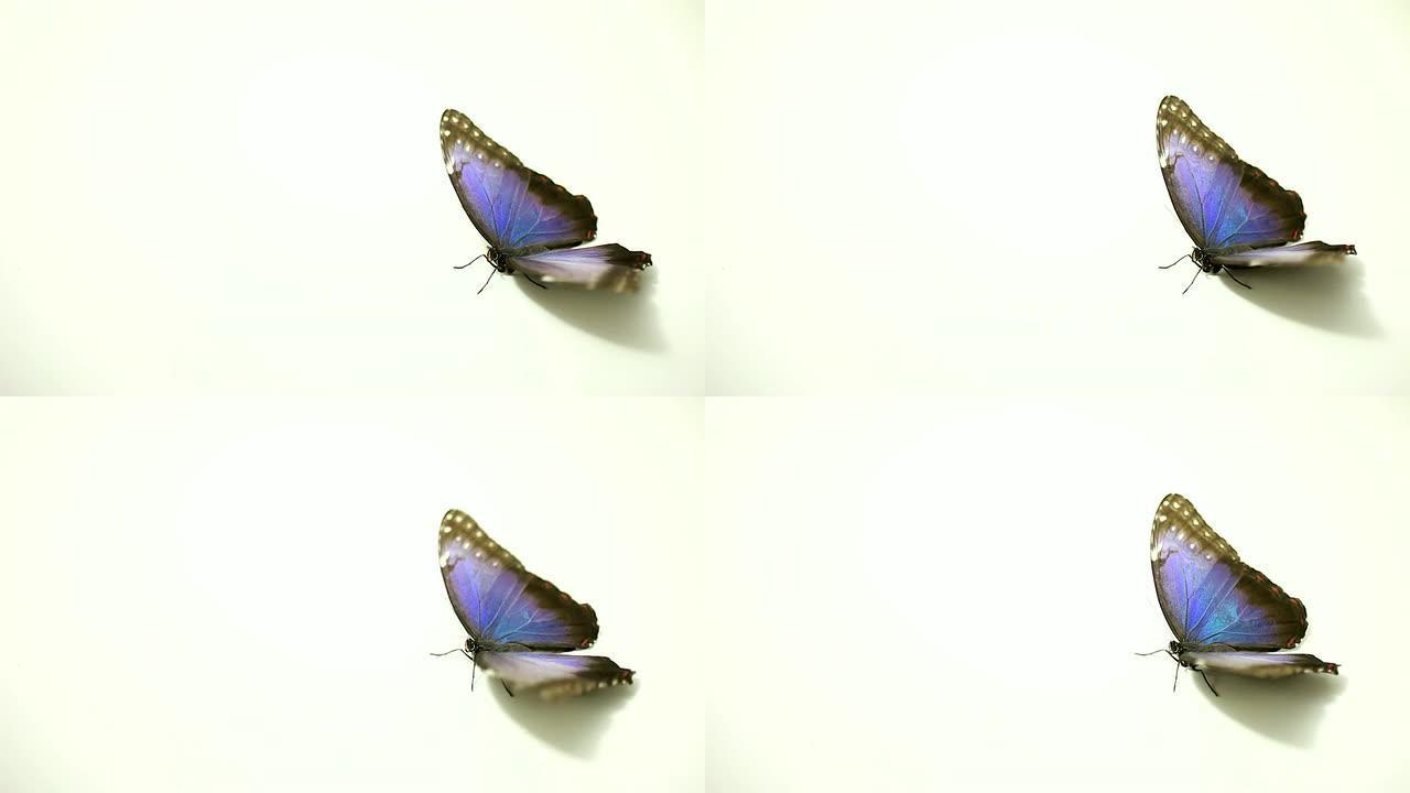 蓝色蝴蝶蓝色蝴蝶