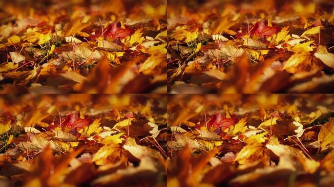 传递五颜六色的秋叶宏观