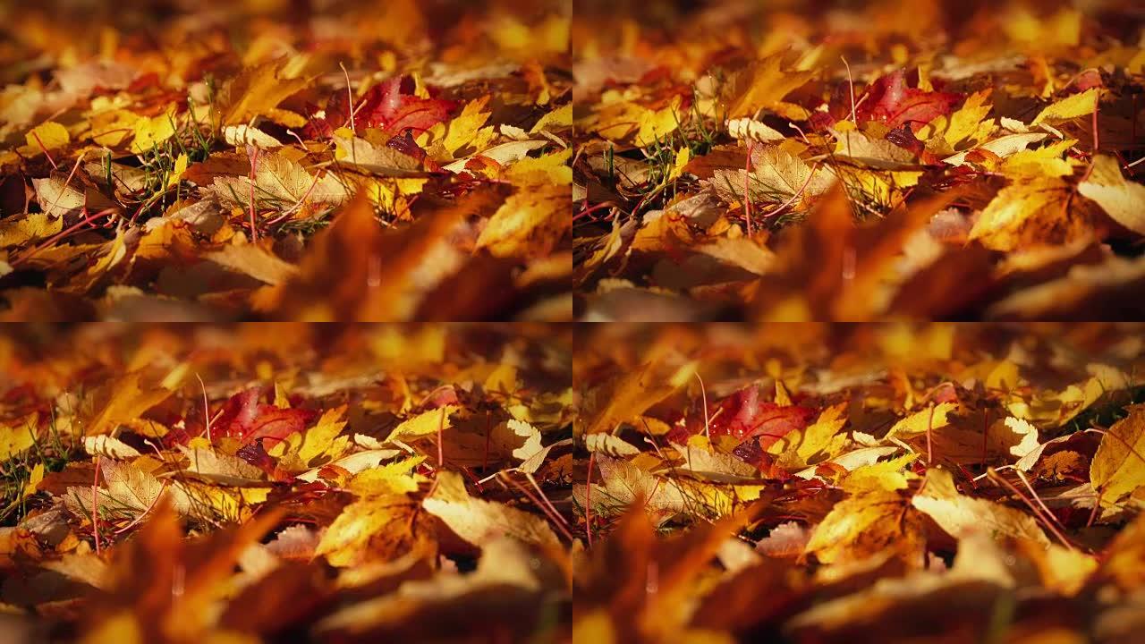 传递五颜六色的秋叶宏观