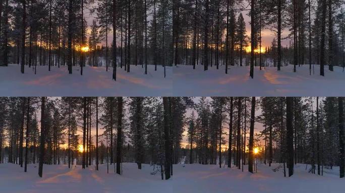 空中特写: 冬季日出时金色的阳光照射着雪谷云杉树