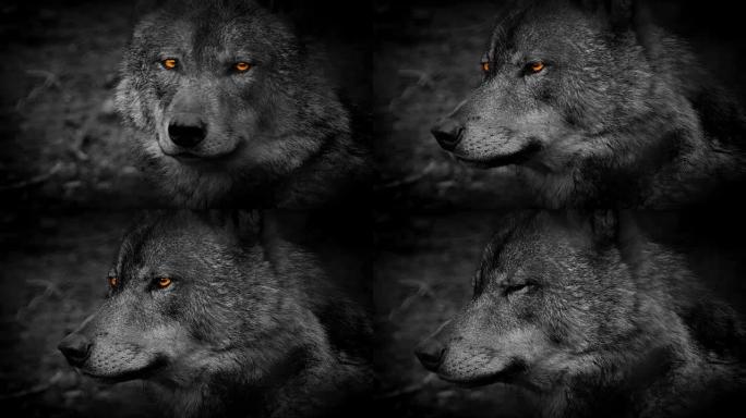 火热眼睛的狼侧视图抽象