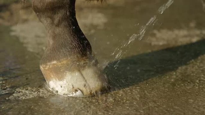 特写: 用喷水清洁马蹄并保持清洁