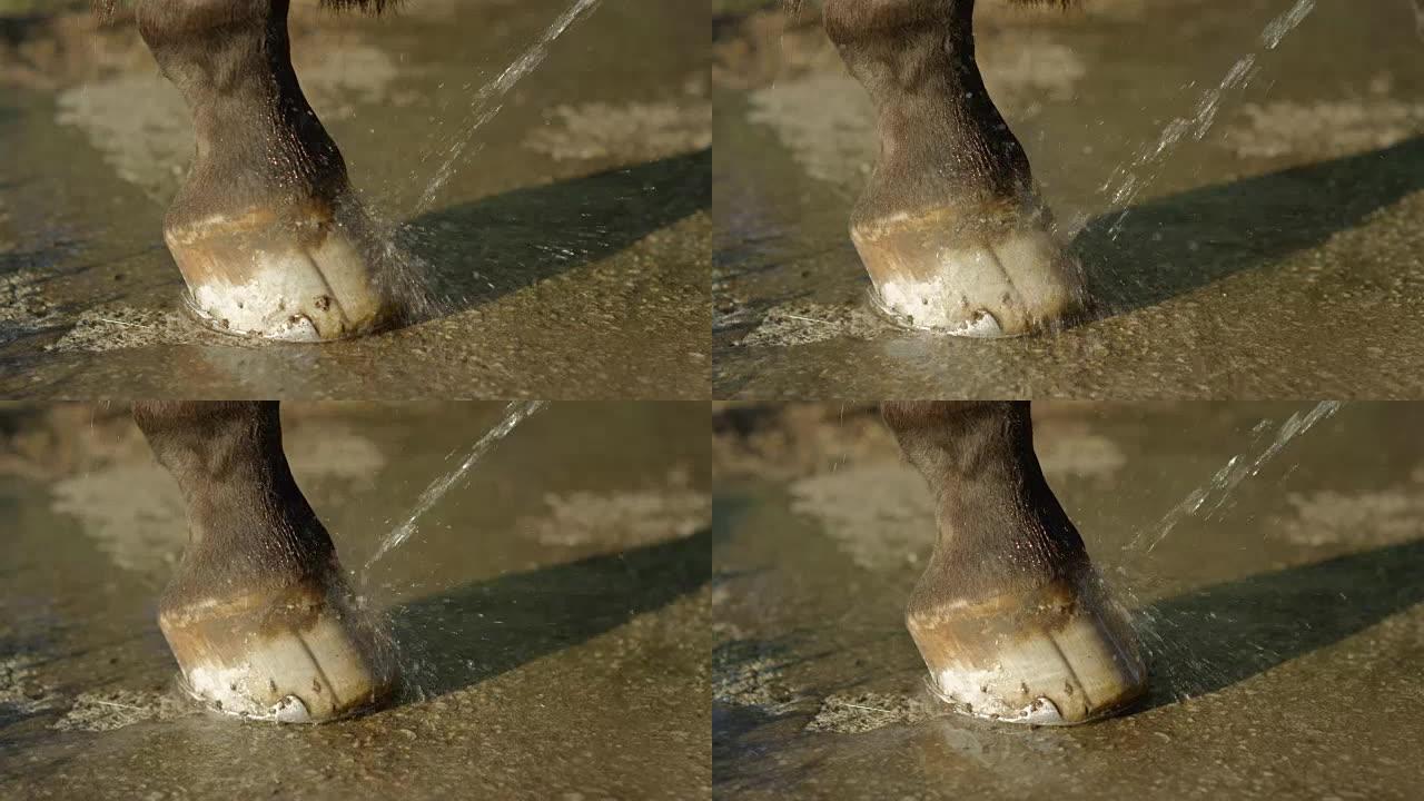 特写: 用喷水清洁马蹄并保持清洁