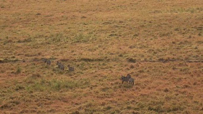 空中: 一群野生斑马在金色的夕阳下穿越热带稀树草原