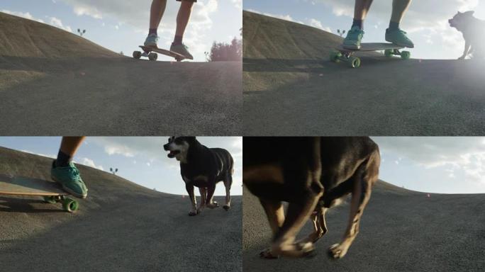 慢动作，特写: 酷狗在滑板上追逐无法识别的男主人。
