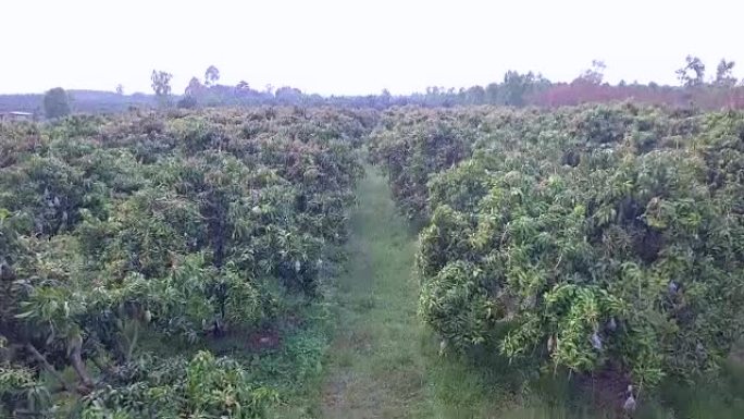 泰国的芒果农场